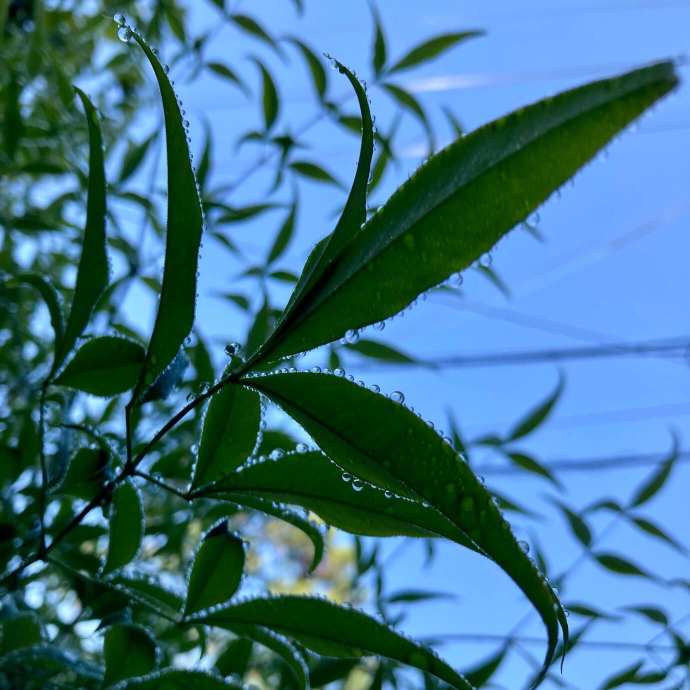 Late sunrises mean chances to catch morning dew.